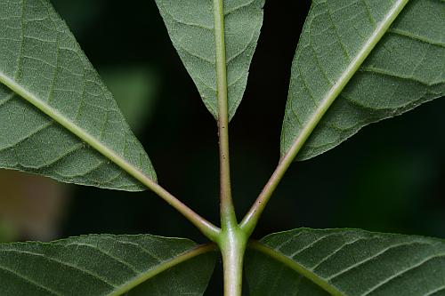 Aesculus_parviflora_leafbase.jpg