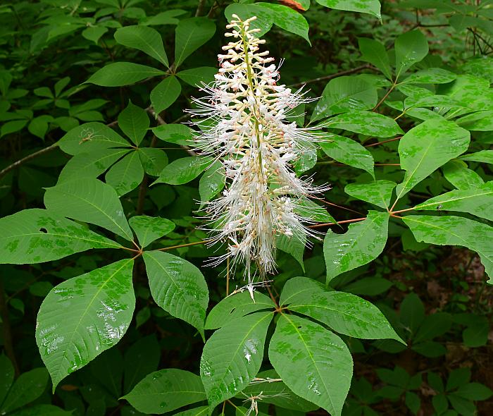 Aesculus_parviflora_plant.jpg