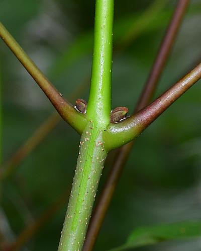 Aesculus_parviflora_stem.jpg