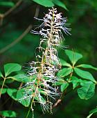 Aesculus parviflora thumbnail