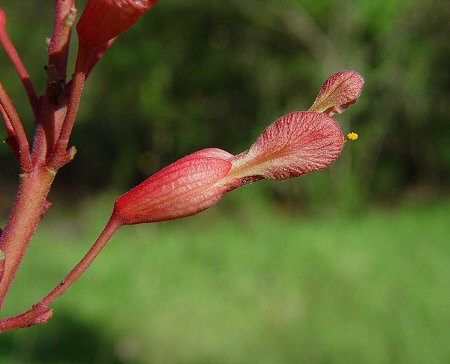 Aesculus_pavia_flower.jpg