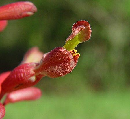 Aesculus_pavia_flower2.jpg