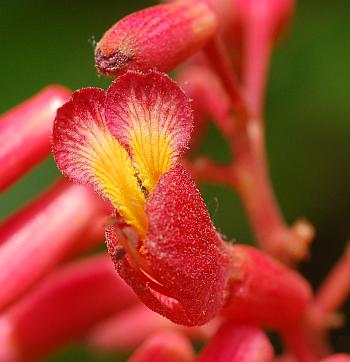 Aesculus_pavia_flower3.jpg