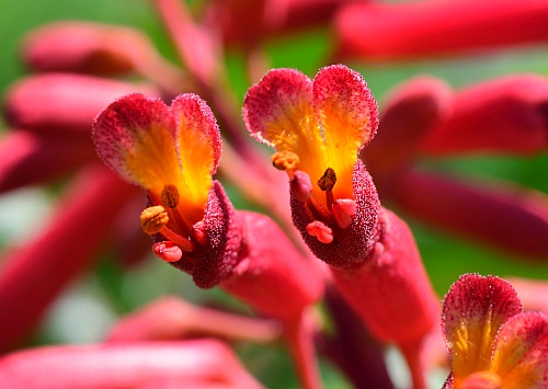 Aesculus_pavia_flowers1.jpg