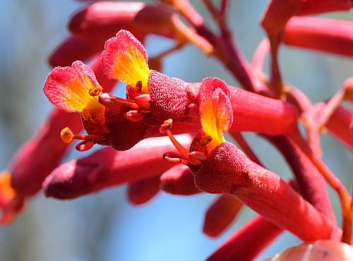 Aesculus_pavia_flowers2.jpg
