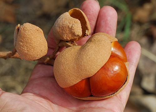 Aesculus_pavia_fruits.jpg