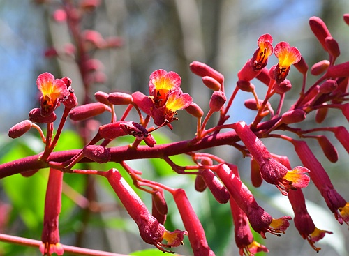 Aesculus_pavia_inflorescence1.jpg