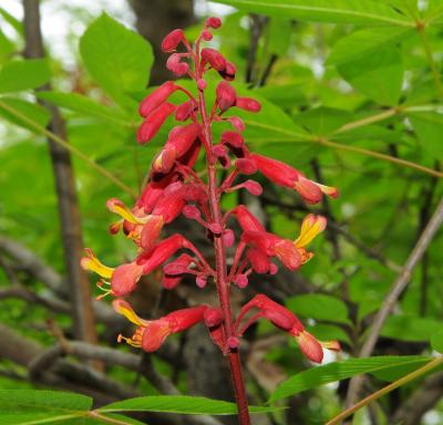 Aesculus_pavia_inflorescence2.jpg