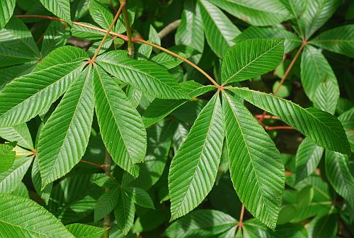 Aesculus_pavia_leaves1.jpg