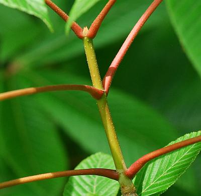 Aesculus_pavia_stem.jpg