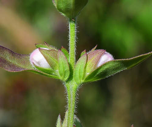 Agalinis_auriculata_buds.jpg