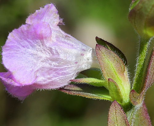 Agalinis_auriculata_calyx.jpg