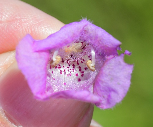 Agalinis_auriculata_corolla.jpg