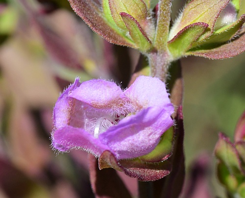 Agalinis_auriculata_flower.jpg