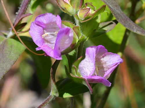 Agalinis_auriculata_flowers1.jpg
