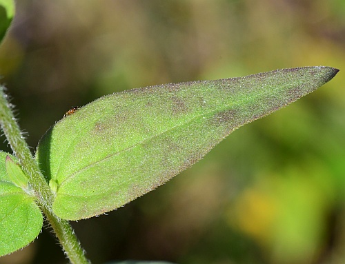 Agalinis_auriculata_leaf1.jpg