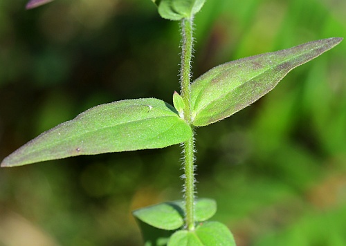 Agalinis_auriculata_leaves.jpg