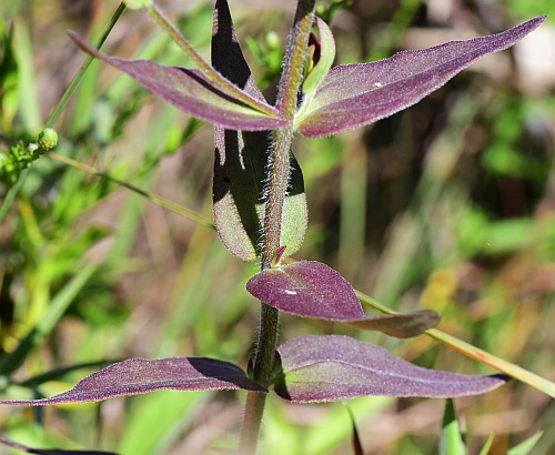 Agalinis_auriculata_leaves2.jpg