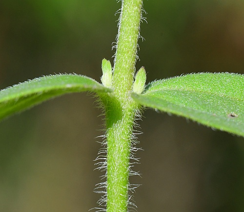 Agalinis_auriculata_stem.jpg