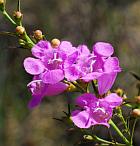 Agalinis fasciculata thumbnail