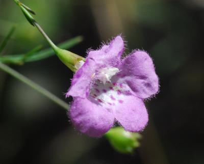 Agalinis_gattingeri_flower.jpg