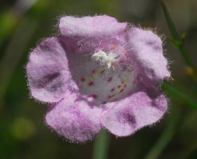 Agalinis_gattingeri_flower2.jpg