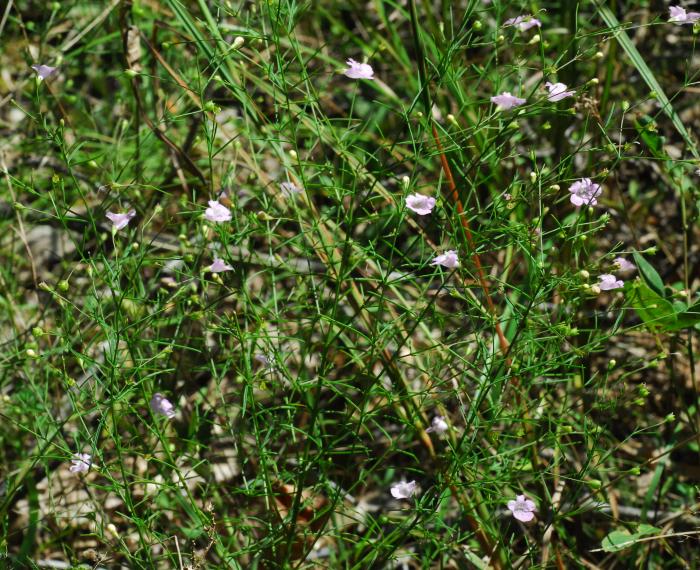 Agalinis_gattingeri_plant.jpg