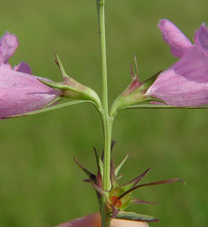 Agalinis_heterophylla_calyx.jpg