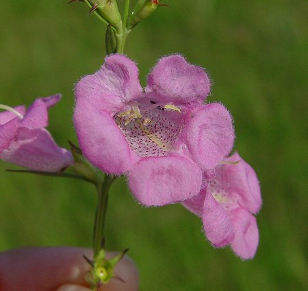 Agalinis_heterophylla_flower.jpg