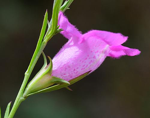 Agalinis_heterophylla_flower2.jpg