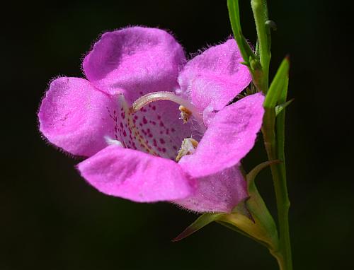 Agalinis_heterophylla_flower3.jpg