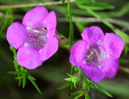 Agalinis_heterophylla_flowers.jpg