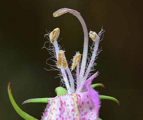 Agalinis_heterophylla_functional.jpg