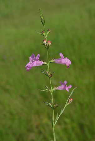 Agalinis_heterophylla_inflorescence.jpg