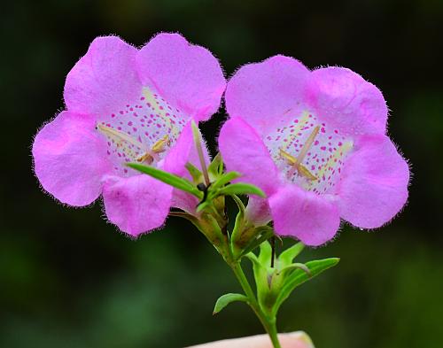 Agalinis_heterophylla_inflorescence2.jpg