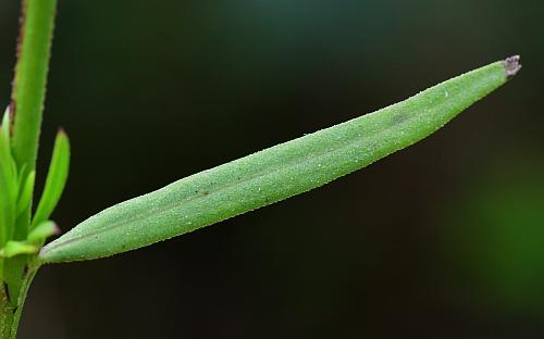 Agalinis_heterophylla_leaf1.jpg