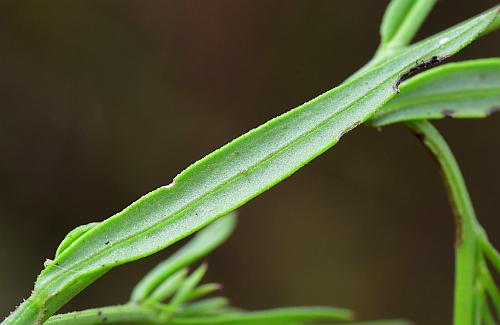 Agalinis_heterophylla_leaf2.jpg
