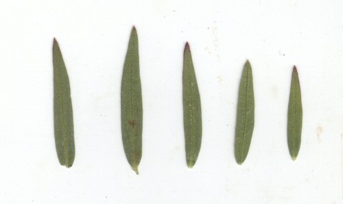 Agalinis_heterophylla_leaves.jpg
