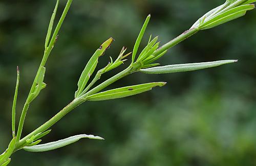 Agalinis_heterophylla_leaves1.jpg