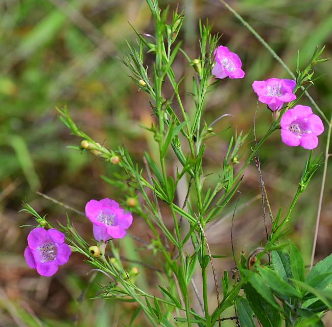 Agalinis_heterophylla_plant.jpg