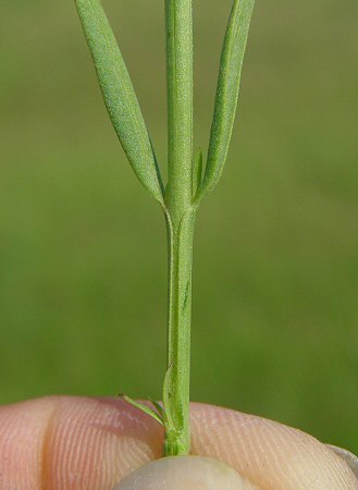 Agalinis_heterophylla_stem.jpg