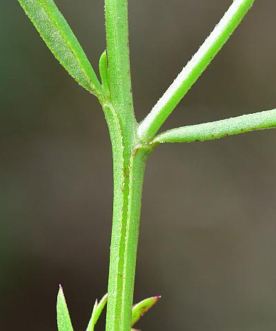 Agalinis_heterophylla_stem2.jpg