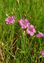 Agalinis heterophylla thumbnail