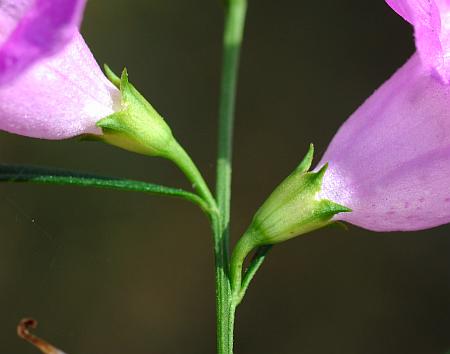 Agalinis_purpurea_calyx.jpg