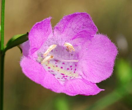 Agalinis_purpurea_corolla.jpg