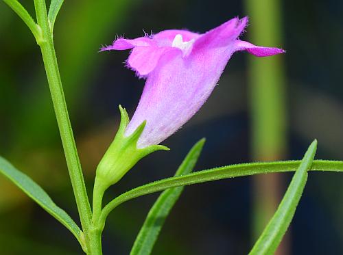 Agalinis_purpurea_flower.jpg