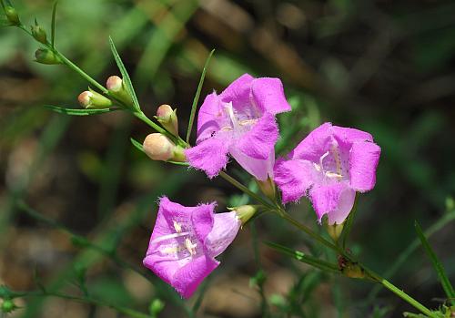 Agalinis_purpurea_inflorescence.jpg