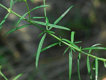 Agalinis_purpurea_leaves.jpg