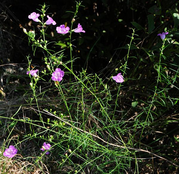 Agalinis_purpurea_plant.jpg