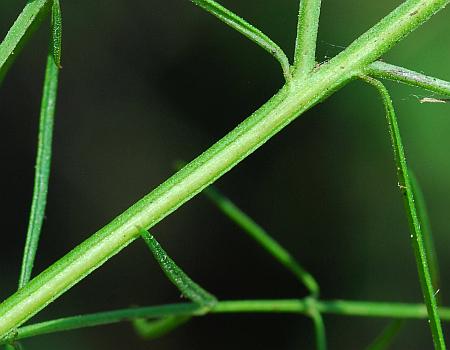 Agalinis_purpurea_stem.jpg